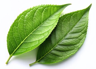 Fototapeta premium Two Fresh Green Peach Tree Leaves Isolated on White Background - High-Resolution Stock Photo