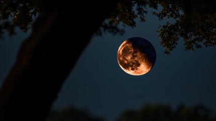 Lunar eclipse framed by trees at night