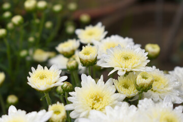 Beautiful white chrysanthemum flowers closeup in the winter garden, Closeup of Chrysanthemum flower, Field of the white Chrysanthemum, Beautiful white flower blooming in nature.