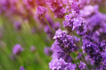 Lavender flowers bloom beautifully in a serene field during a sunny afternoon, creating a vibrant display of purple hues in nature