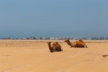 Group of camels are resting on the beach on the Atlantic ocean coast near Essaouira town.