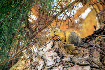 squirrel in the tree