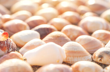 Beautiful collection of seashells resting on the sandy beach during a sunny afternoon at the seaside