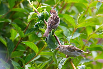 Haussperling Weibchen und Feldsperling