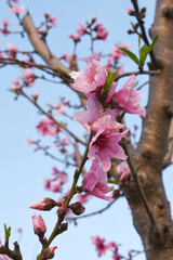 Beautiful Pink Peach Blossoms in a Garden, Pink Peach Flowers Blooming on Peach Tree, Beautiful peach flowers close up - as background, Flowering branch of fruit flower closeup