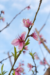 Beautiful Pink Peach Blossoms in a Garden, Pink Peach Flowers Blooming on Peach Tree, Beautiful peach flowers close up - as background, Flowering branch of fruit flower closeup