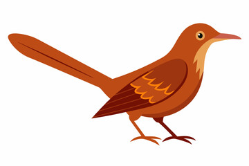 Brown Thrasher Bird Creative Vector Design on White Background