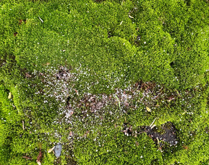 Green moss grown fertile on a weathered cement stone background. Green moss is commonly found in...