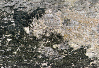 Close up of natural raw wood tree trunk texture. Solid wood tree bark with dark veins, grunge, and weathered wooden trunk pattern. Seamless background texture.