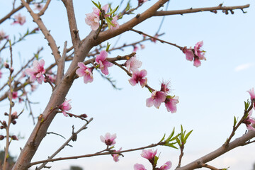 Beautiful Pink Peach Blossoms in a Garden, Pink Peach Flowers Blooming on Peach Tree, Beautiful peach flowers close up - as background, Flowering branch of fruit flower closeup
