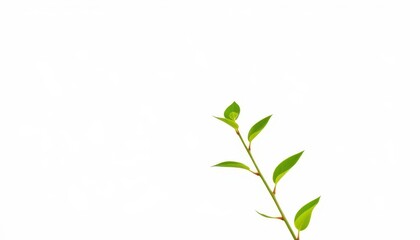 Fototapeta premium Single vibrant green plant, isolated on pure white backdrop, photography, design