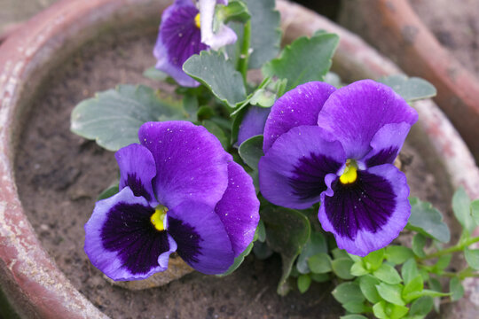 Spring flowers Viola in violet color - favorite ornamental plant flowering in the spring, Beautiful violet flower in the garden close up of blooming pancy flowers, violet Pancy flower in garden closeu