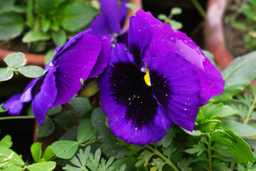 Spring flowers Viola in violet color - favorite ornamental plant flowering in the spring, Beautiful...