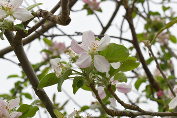 Fresh spring blossom of apple tree with green leaves, Flowering apple tree, Beautiful flowers of apple trees in spring, Spring background, flowering trees, Apple tree flower, Chakwal, Punjab, Pakistan