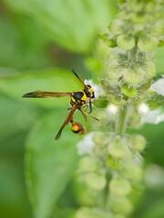 Close-up of a yellow and black wasp on a flowering plant with green leaves