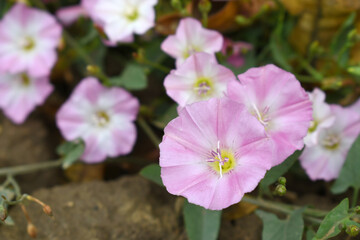Field bindweed or Convolvulus arvensis or European bindweed or Creeping Jenny with open flowers surrounded with dense green leaves, closeup of Field bindweed flower