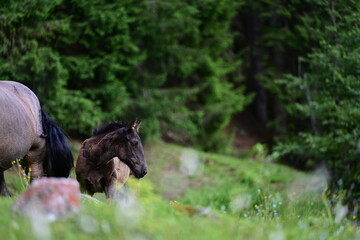 Bergfohlen. Noriker Fohlen auf Bergwiese am Waldrand