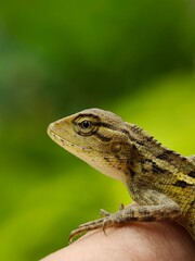Close-up of a lizard (Calotes versicolor) on a person's hand.
