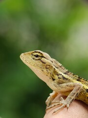 Close-up of a lizard (Calotes versicolor) on a person's hand.
