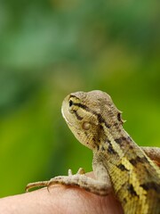 Close-up of a lizard (Calotes versicolor) on a person's hand.
