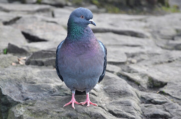 Wild rock pigeon standing on the stone . Closeup photo outdoors. Fauna , city dove, birds ,wildlife concept. Free copy space.