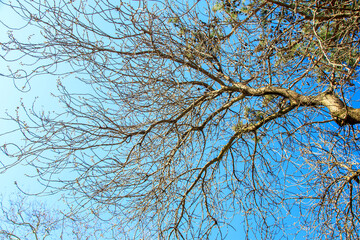 branches of a tree against blue spring sky