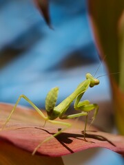 Close-up photograph of a vibrant green praying mantis (Orthodera novaezealandiae) perched delicately. Predatory insect, Macro, Blur