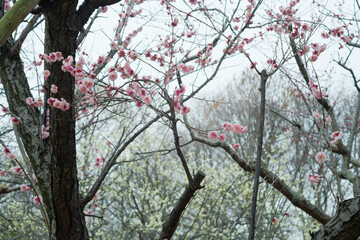 満開の梅の花が咲き誇り、春の訪れを感じる風景写真