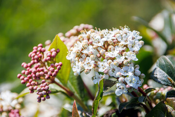 close-up sprouts and white tiny flowers in the garden