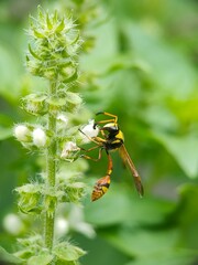 Yellow and black potter wasp (Delta campaniforme) Pollinating a Flower – Macro Nature Photography