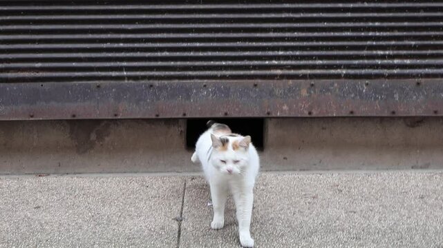Chat sortant sous un rideau m&eacute;tallique : exploration. 