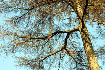 trees and sky