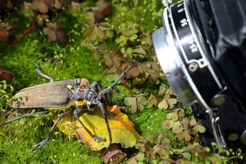 Photographing a Mango Tree Borer, Batocera rufomaculata in nature with an vintage camera