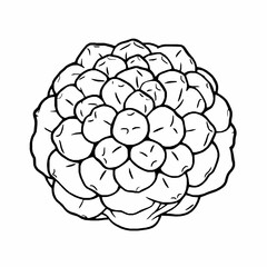 black outline vector of a cauliflower with florets, highlighting cruciferous vegetables and healthy cooking