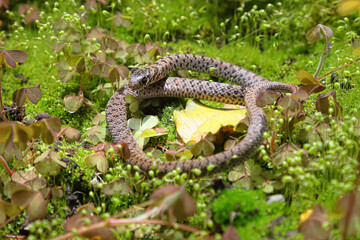 Large whip snake or black whipsnake, Dolichophis jugularis (Reptilia: Colubridae). Young snake