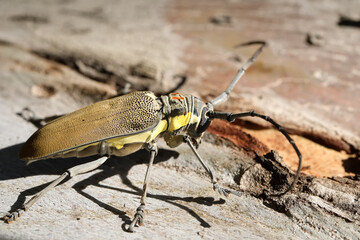 Mango Tree Borer, Batocera rufomaculata (Coleoptera: Cerambycidae) is one of the main stem pests of ficus and mango trees
