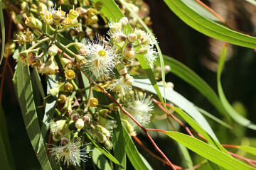 Blossom flowers of Lemon-Scented Gum or Spotted Gum, Corymbia citriodora