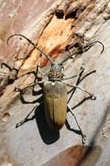 Mango Tree Borer, Batocera rufomaculata (Coleoptera: Cerambycidae) is one of the main stem pests of ficus and mango trees