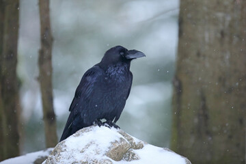 Kruk (Corvus corax) © Bartosz Rakoczy