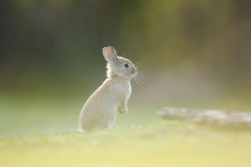 Królik europejski, królik dziki (Oryctolagus cuniculus), rabbit © Bartosz Rakoczy