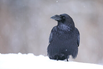 Kruk (Corvus corax) © Bartosz Rakoczy