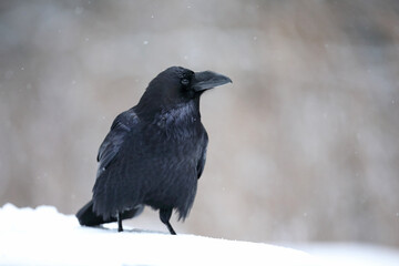 Kruk (Corvus corax) © Bartosz Rakoczy