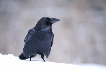 Kruk (Corvus corax) © Bartosz Rakoczy