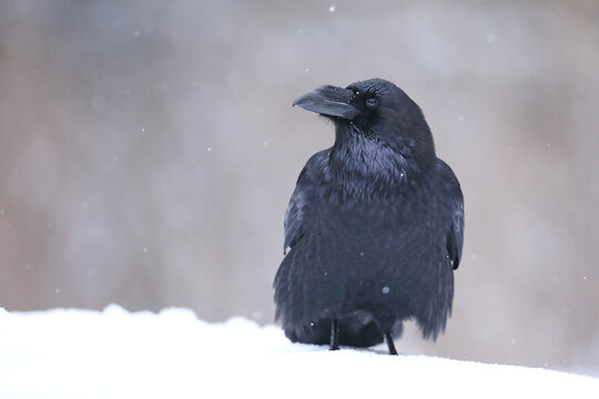 Kruk (Corvus corax)