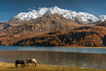 Autumn in Switzerland - Grisons