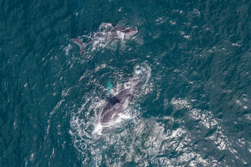 Naklejka premium Humpback whale off the coast of cabo san lucas baja california sur mexico drone aerial