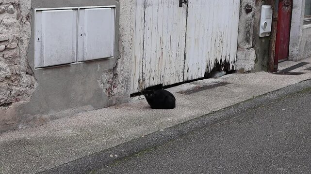 Chat noir assis dans la rue : regard calme.