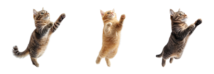 Collection of cats jumping isolated on transparent background