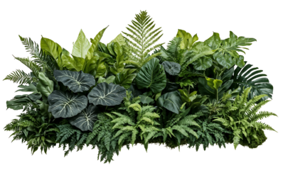 Lush arrangement of various green plants and ferns creating a dense foliage backdrop, showing different leaf shapes and textures against white background