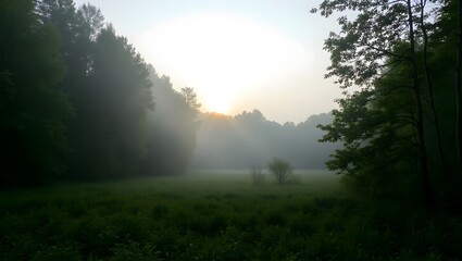 Lush Green Forest Meadow with Soft Morning Mist